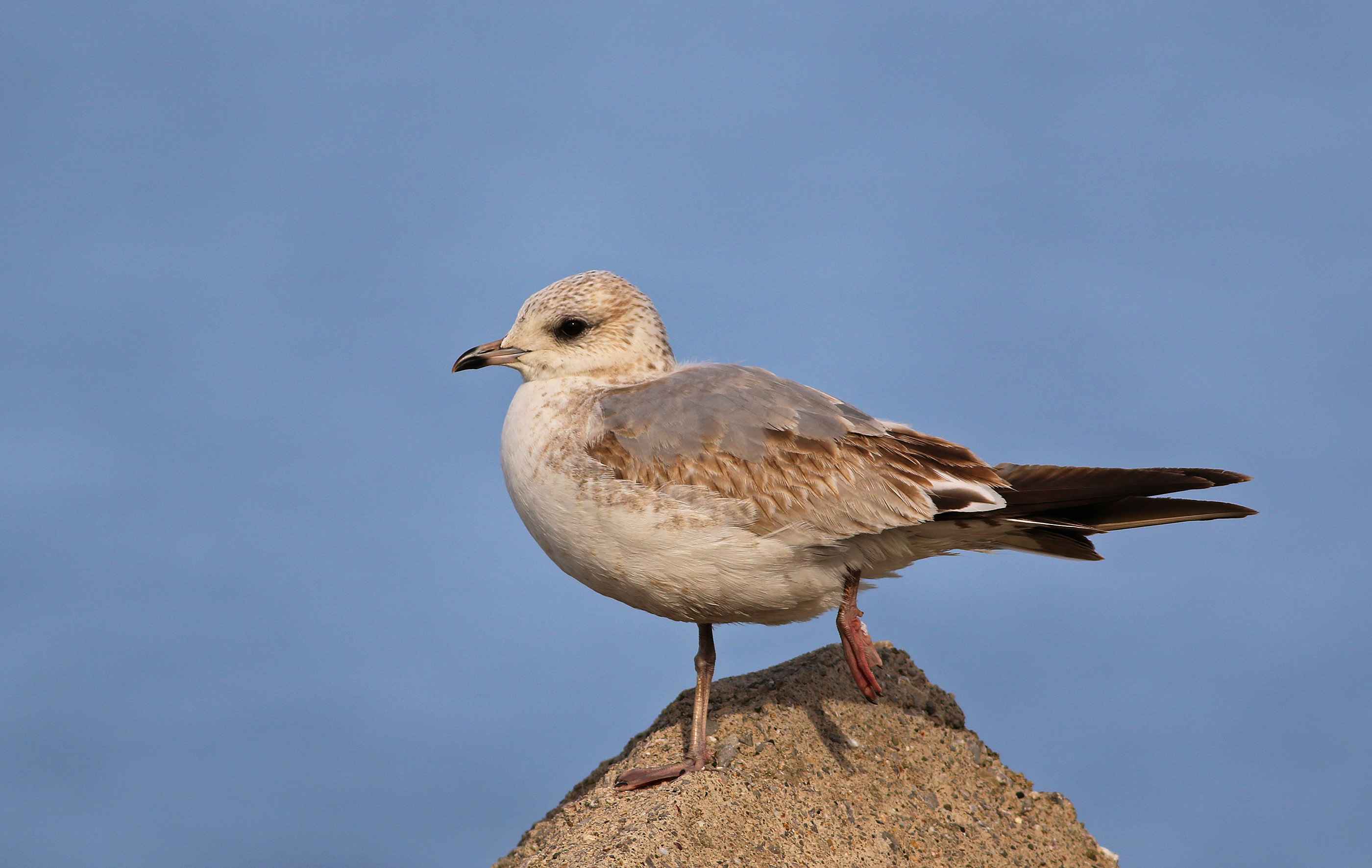 Mew Gull